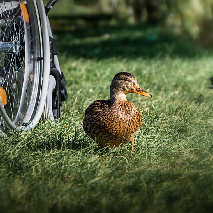 Ein Rollstuhl steht mit neugierigen Enten auf einer Wiese