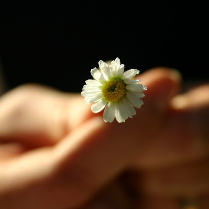 Eine Hand hält ein gepflücktes Gänseblümchen